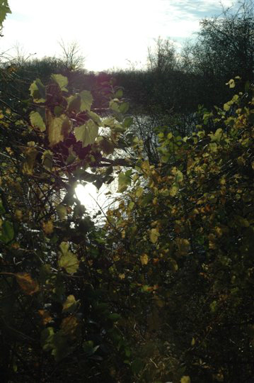 Image 21
