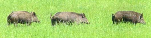 Russian Boars